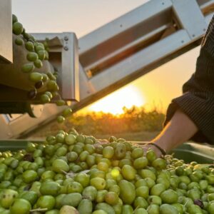 recolte des olives au Moulin d'Eguilles partenaire Beelocalee